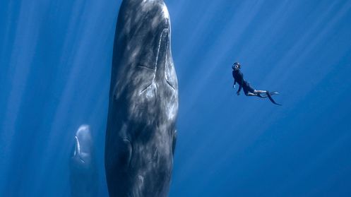 Internationales Nature Film Festival Natur im Fokus