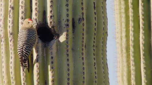 Papagei auf Kaktus