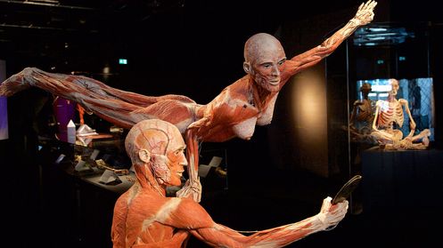 Exponat der KÖRPWERWELTEN Ausstellung Das Innenleben erleben